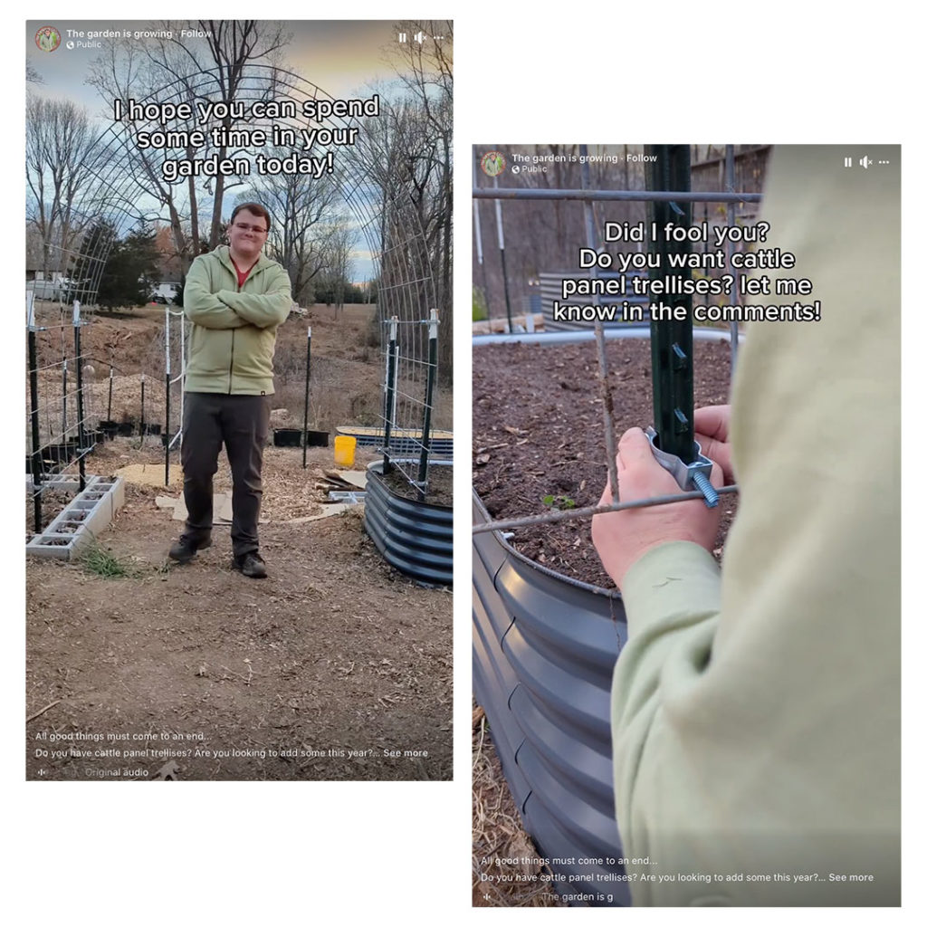 cattle panel trellis by a garden is growing