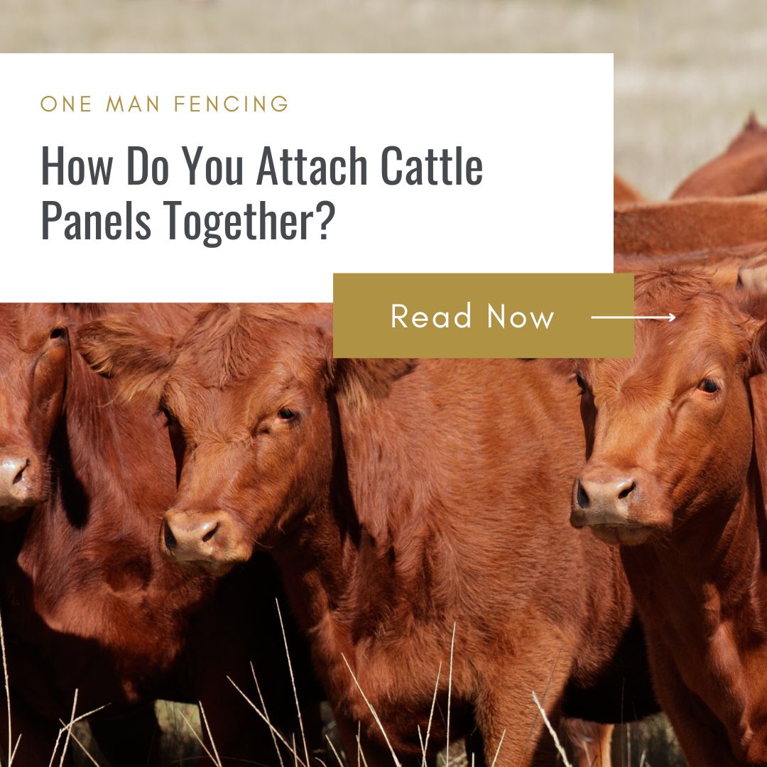 How do you attach cattle panels together blog cover