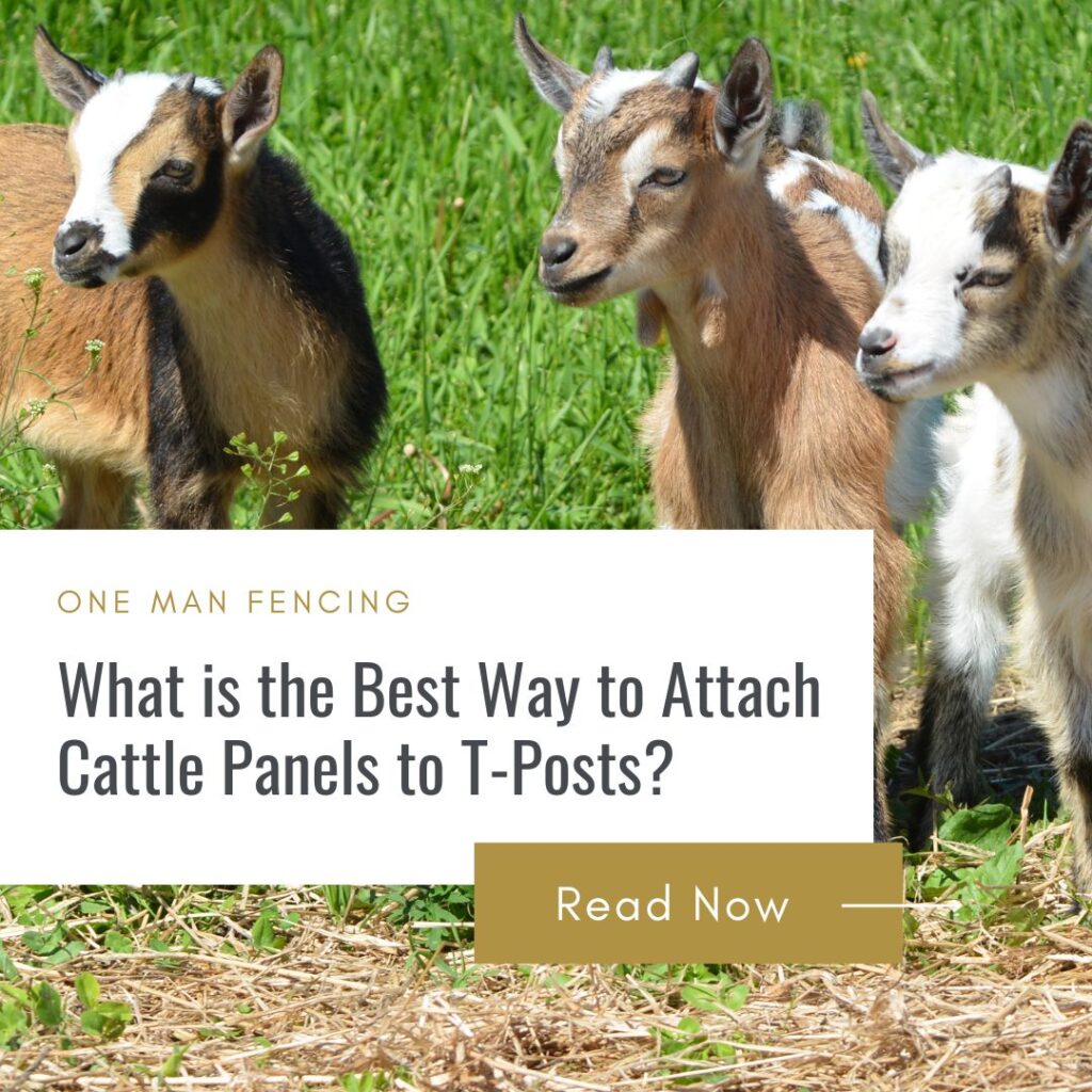 what is the best way to attache cattle panels to t-posts? blog cover with goats pictured