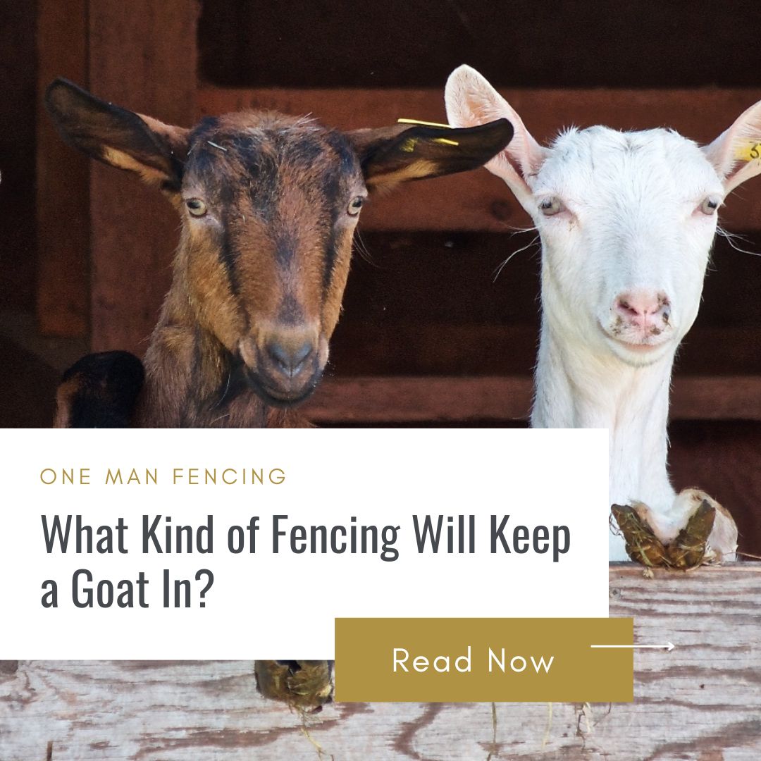 What Kind of Fencing Will Keep a Goat In blog cover