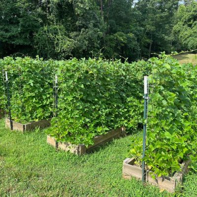 cattle panel fence used in garden, covered in green beans