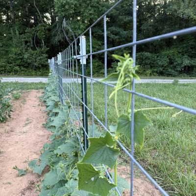 trellis wall for cucumbers